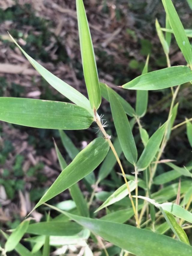 Phyllostachys? Quale specie?